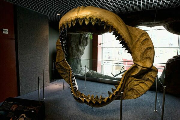 Reconstructed jaws on display at the National Aquarium in Baltimore.
